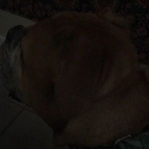 Meet your Posher, Sylvia